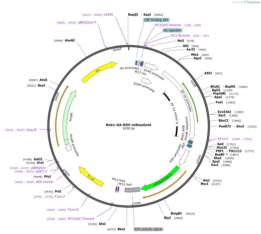 241381-plasmid-map-sequence-id-485701