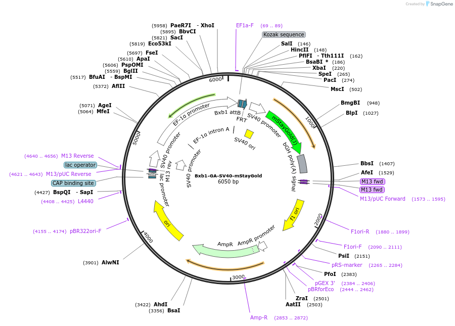 241382-plasmid-map-sequence-id-485703