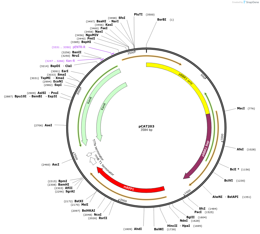 134880-plasmid-map-sequence-id-485707