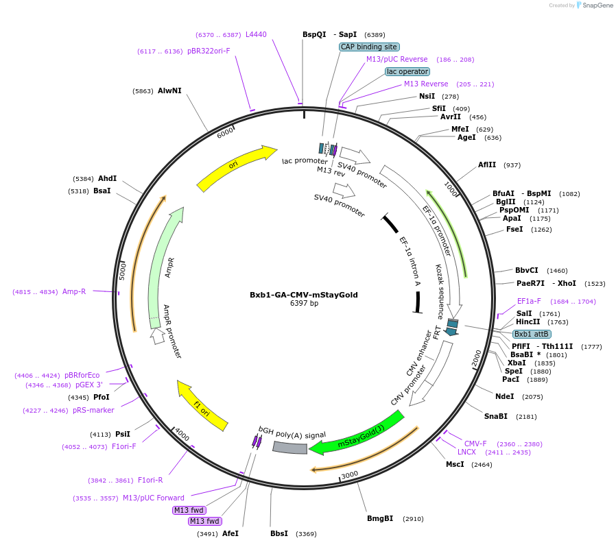 241383-plasmid-map-sequence-id-485725