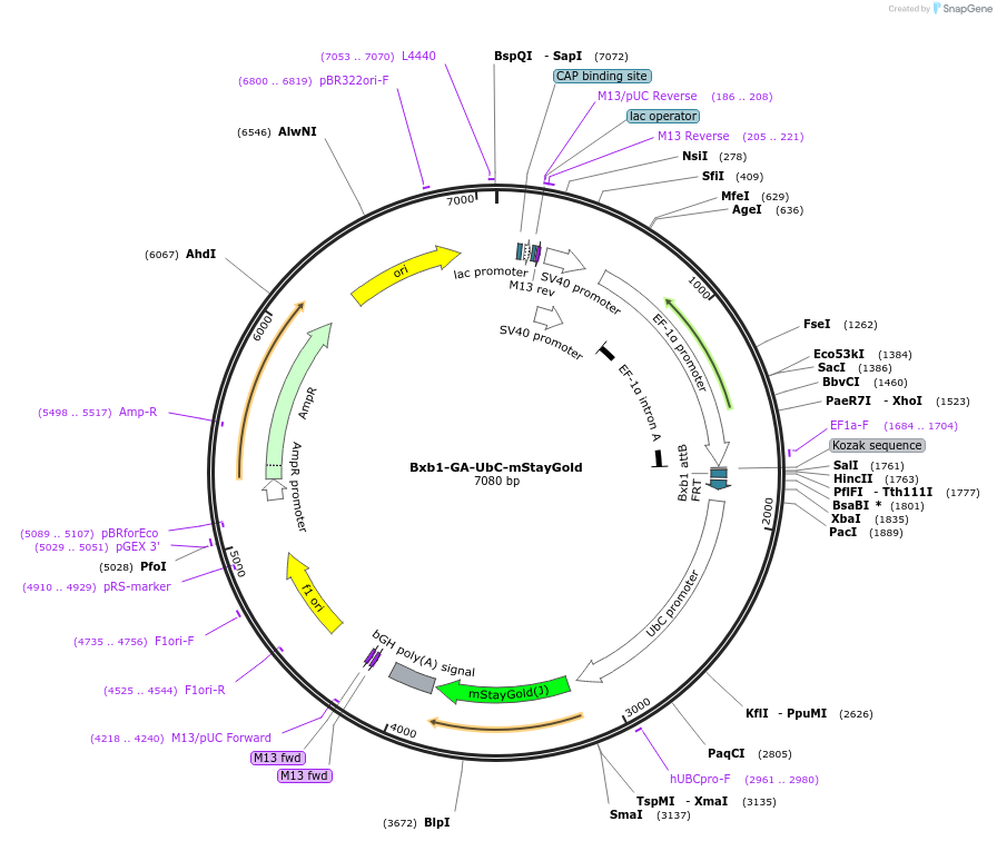 241378-plasmid-map-sequence-id-485729