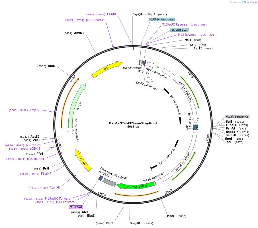 241388-plasmid-map-sequence-id-485730