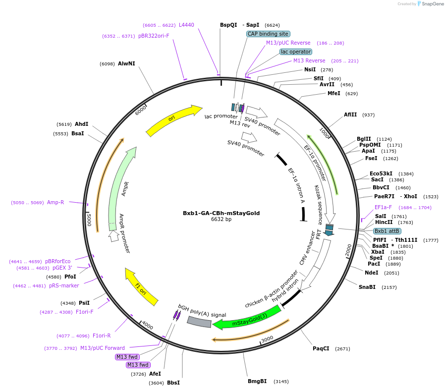 241379-plasmid-map-sequence-id-485732