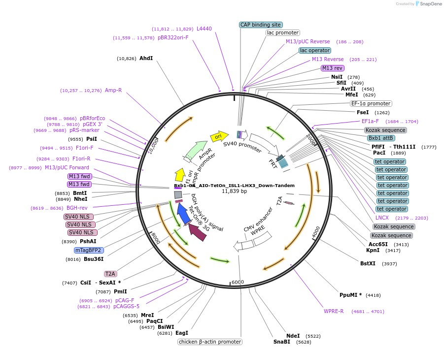 241395-plasmid-map-sequence-id-485738