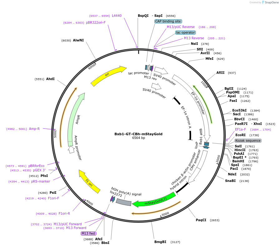 241390-plasmid-map-sequence-id-485742