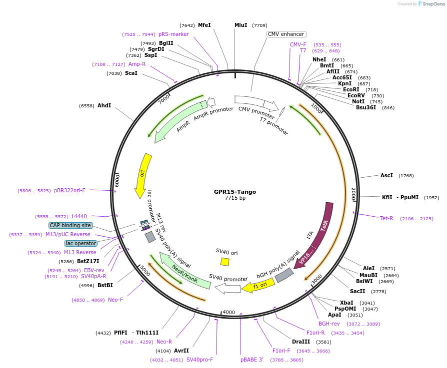 66325-plasmid-map-sequence-id-485744