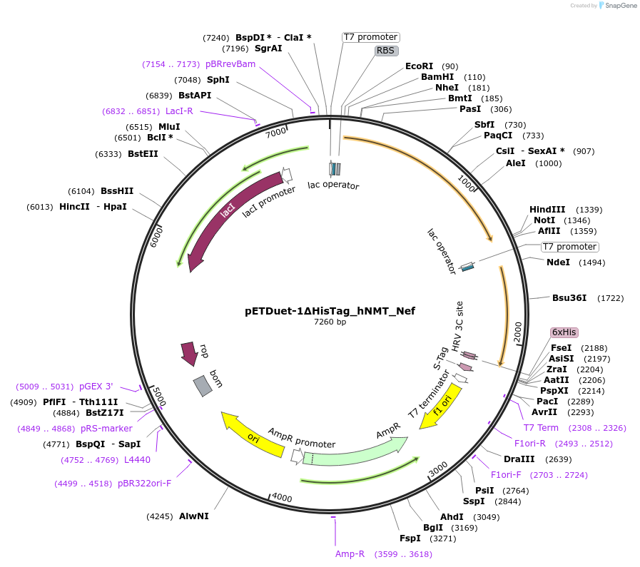 66078-plasmid-map-sequence-id-485767