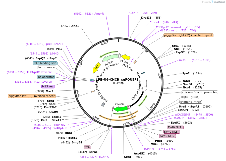 242174-plasmid-map-sequence-id-485784