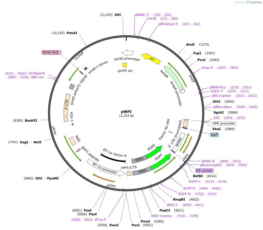 12254-plasmid-map-sequence-id-485802