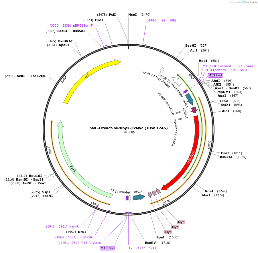 242554-plasmid-map-sequence-id-485815