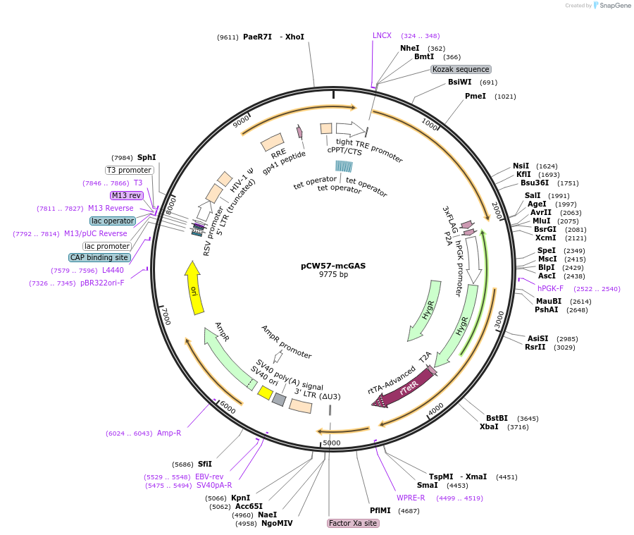 185458-plasmid-map-sequence-id-485833
