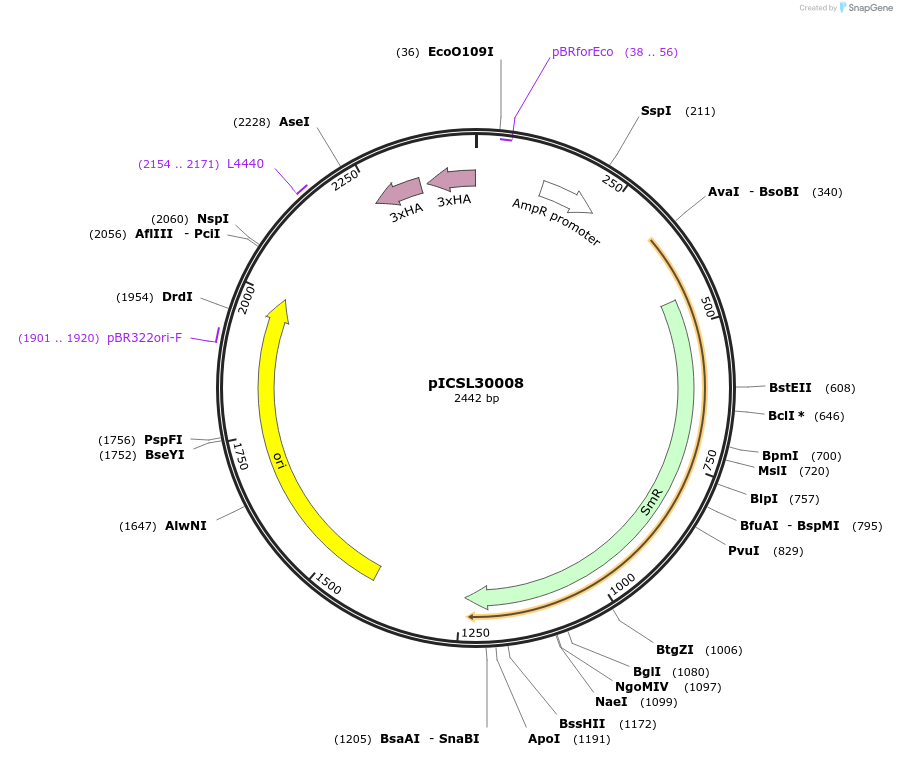 50300-plasmid-map-sequence-id-485867