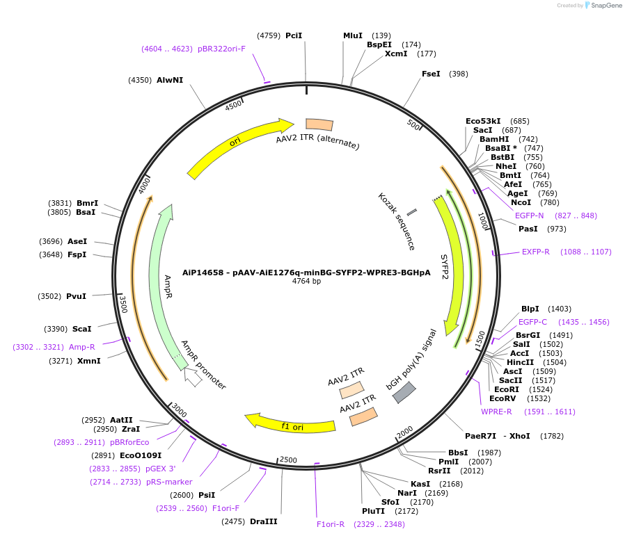 242981-plasmid-map-sequence-id-485868
