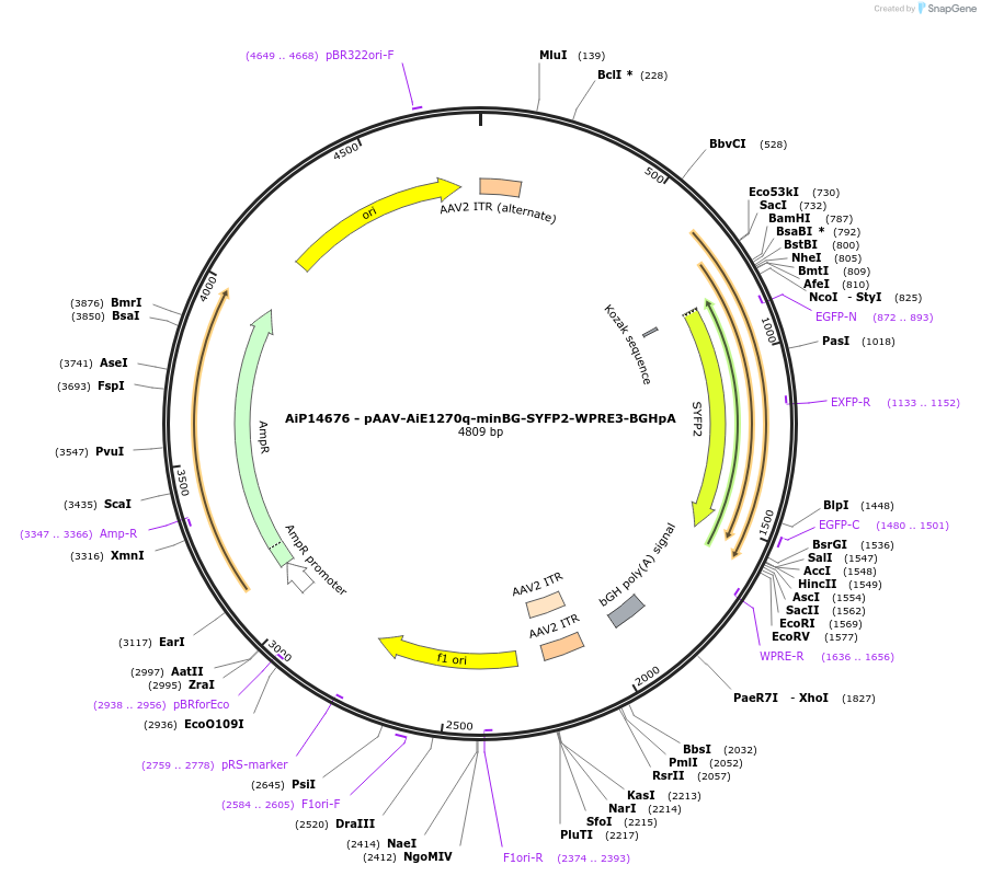 243311-plasmid-map-sequence-id-485869