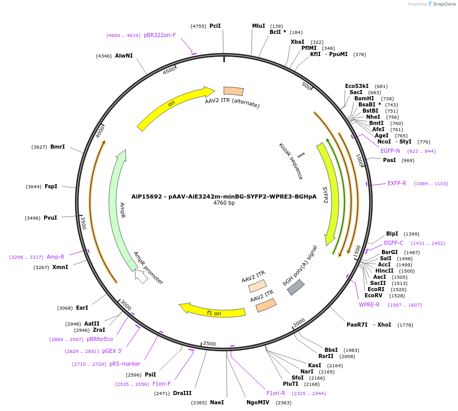 242982-plasmid-map-sequence-id-485870