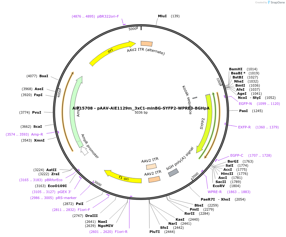 243317-plasmid-map-sequence-id-485874