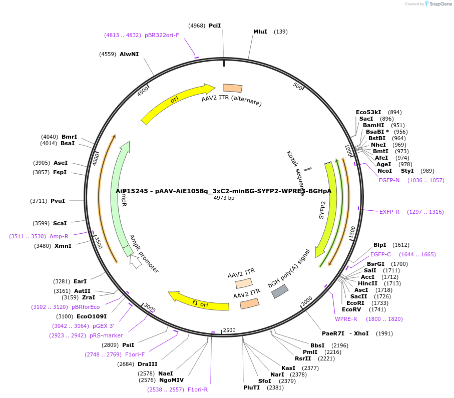 243315-plasmid-map-sequence-id-485877