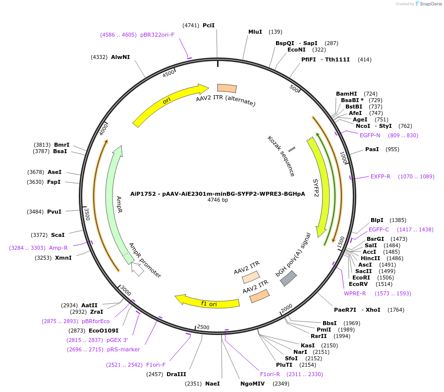 242987-plasmid-map-sequence-id-485881