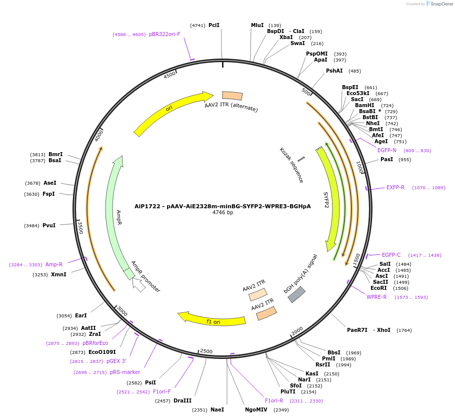 242986-plasmid-map-sequence-id-485882