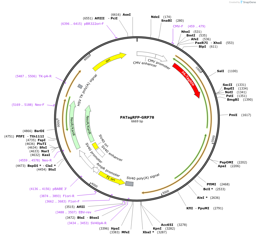 238419-plasmid-map-sequence-id-485883