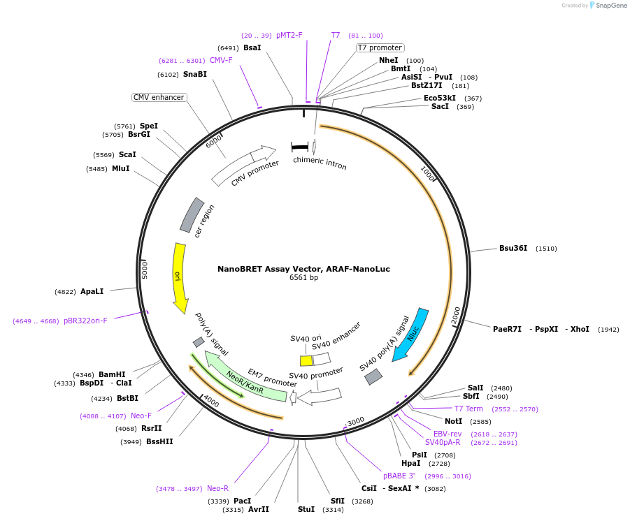 236876-plasmid-map-sequence-id-485891