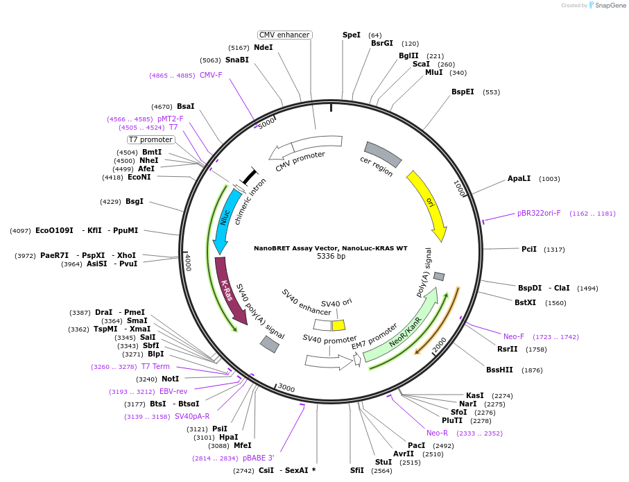 236878-plasmid-map-sequence-id-485892