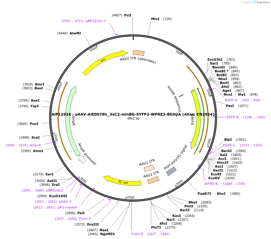 229907-plasmid-map-sequence-id-485893