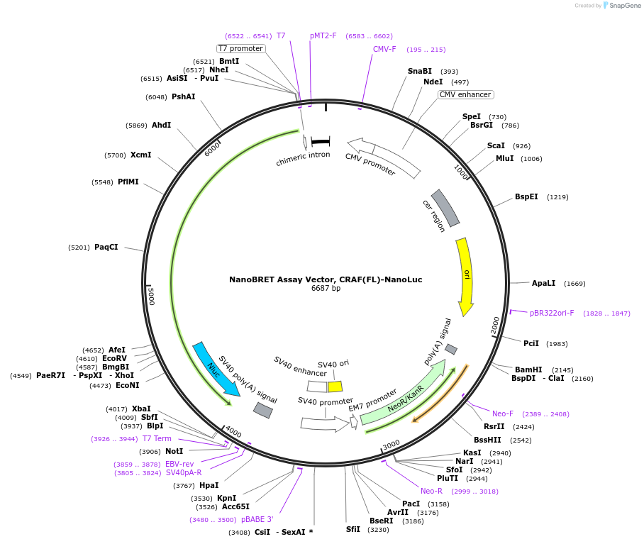 236870-plasmid-map-sequence-id-485894
