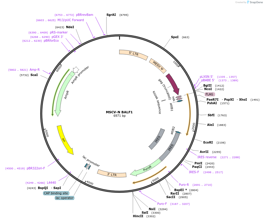 37921-plasmid-map-sequence-id-485923