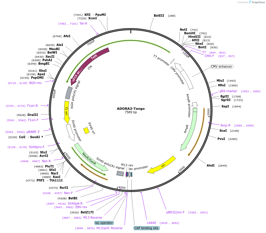 66212-plasmid-map-sequence-id-485939
