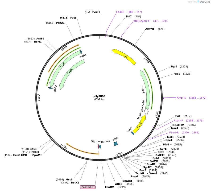 244894-plasmid-map-sequence-id-485981