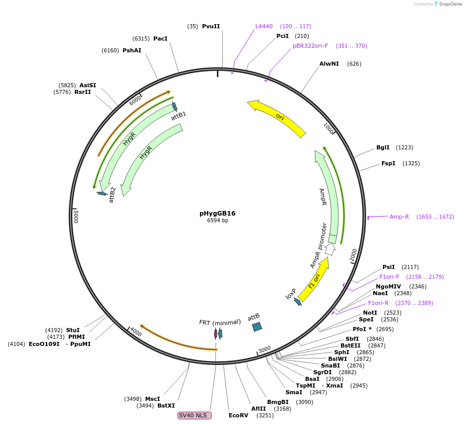 244896-plasmid-map-sequence-id-485985