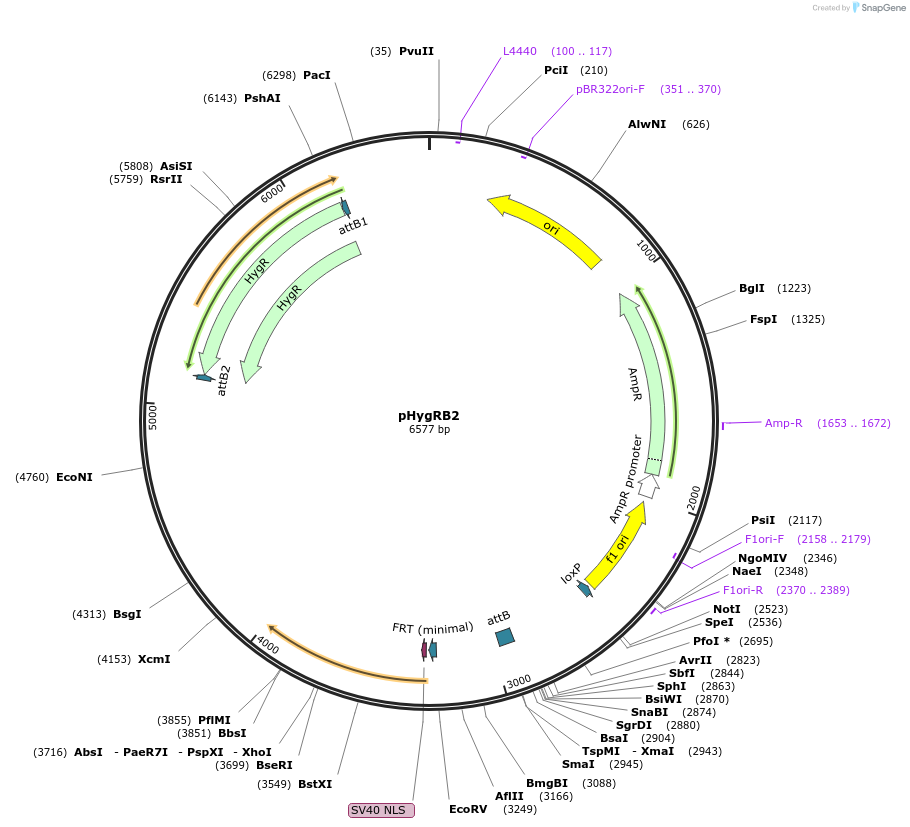 244897-plasmid-map-sequence-id-485986