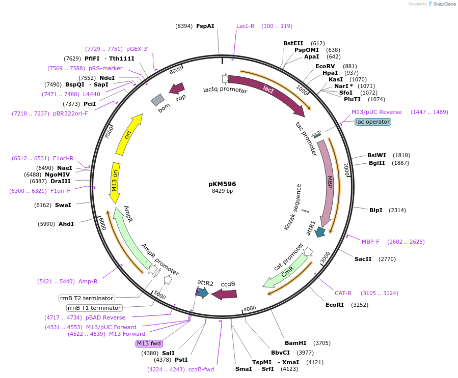 8837-plasmid-map-sequence-id-485988