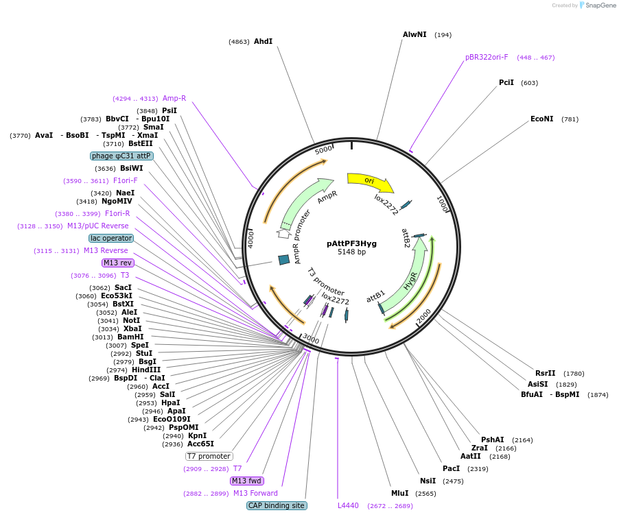 244929-plasmid-map-sequence-id-486014