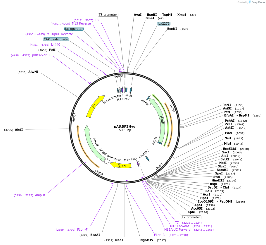 244885-plasmid-map-sequence-id-486015