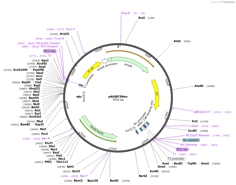 244886-plasmid-map-sequence-id-486017