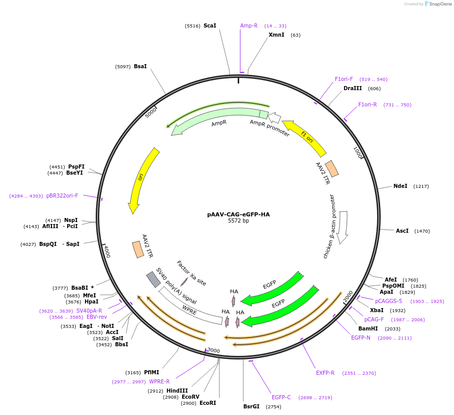 242768-plasmid-map-sequence-id-486028