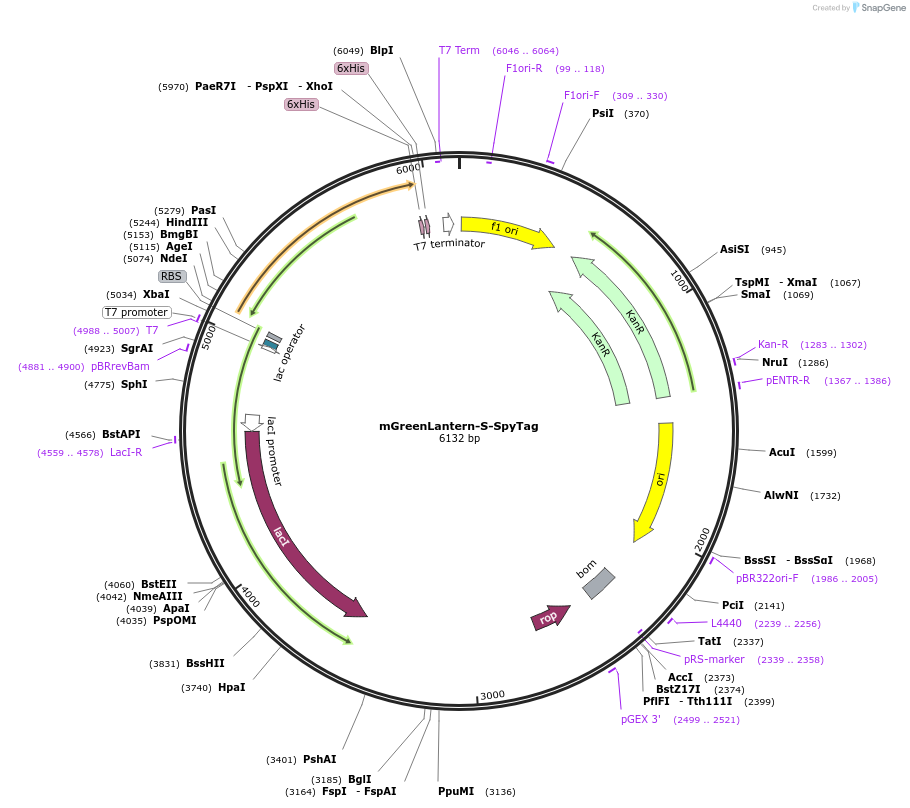 243770-plasmid-map-sequence-id-486036