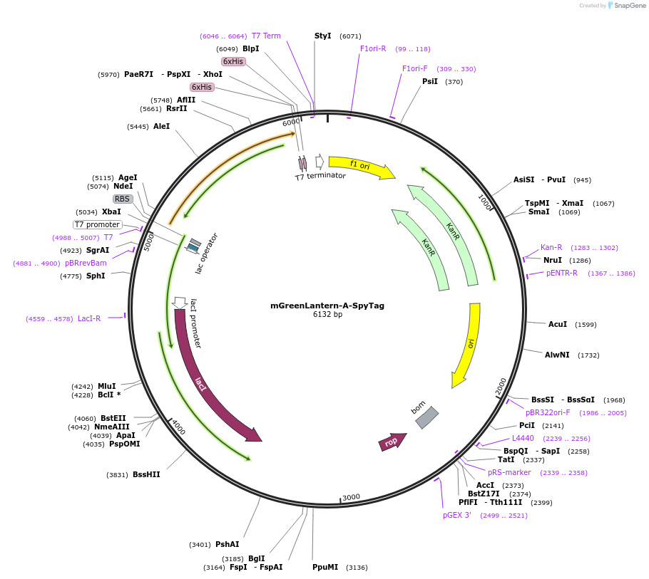 243769-plasmid-map-sequence-id-486037