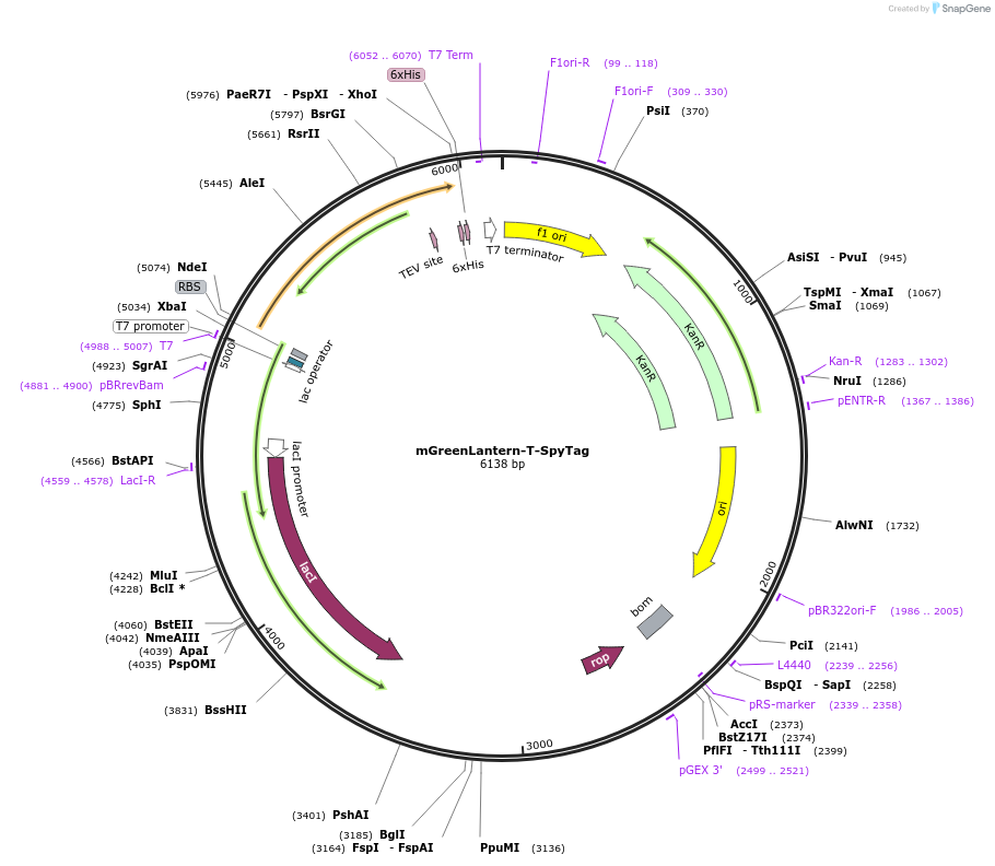 243771-plasmid-map-sequence-id-486038