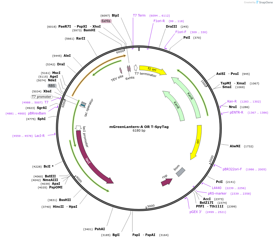 243773-plasmid-map-sequence-id-486039