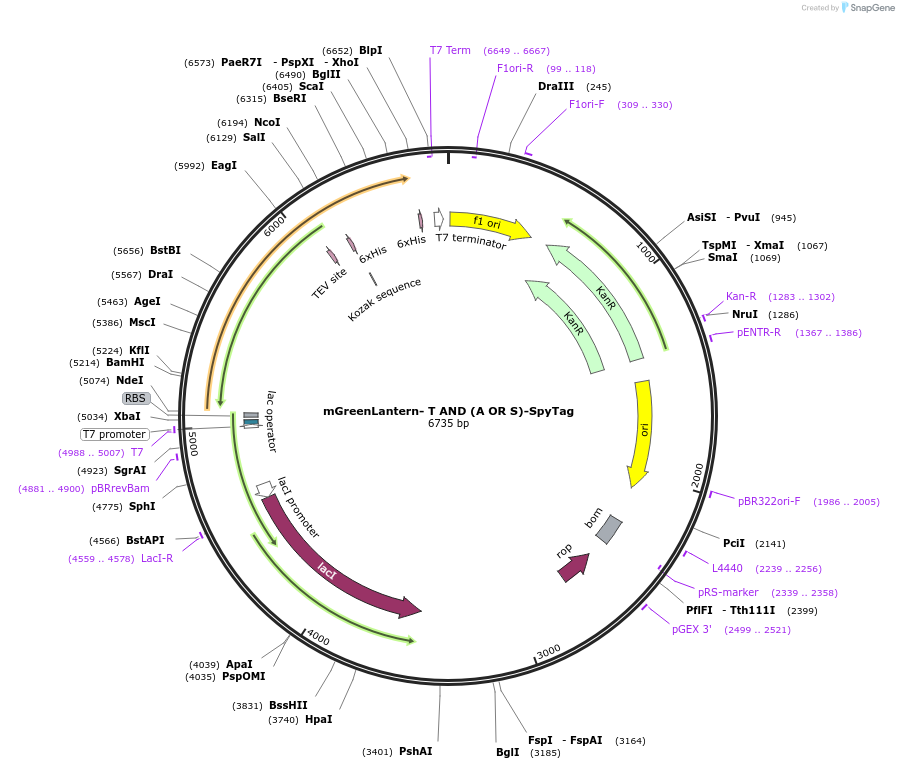 243780-plasmid-map-sequence-id-486043