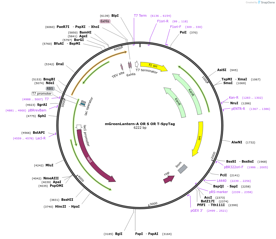 243784-plasmid-map-sequence-id-486044