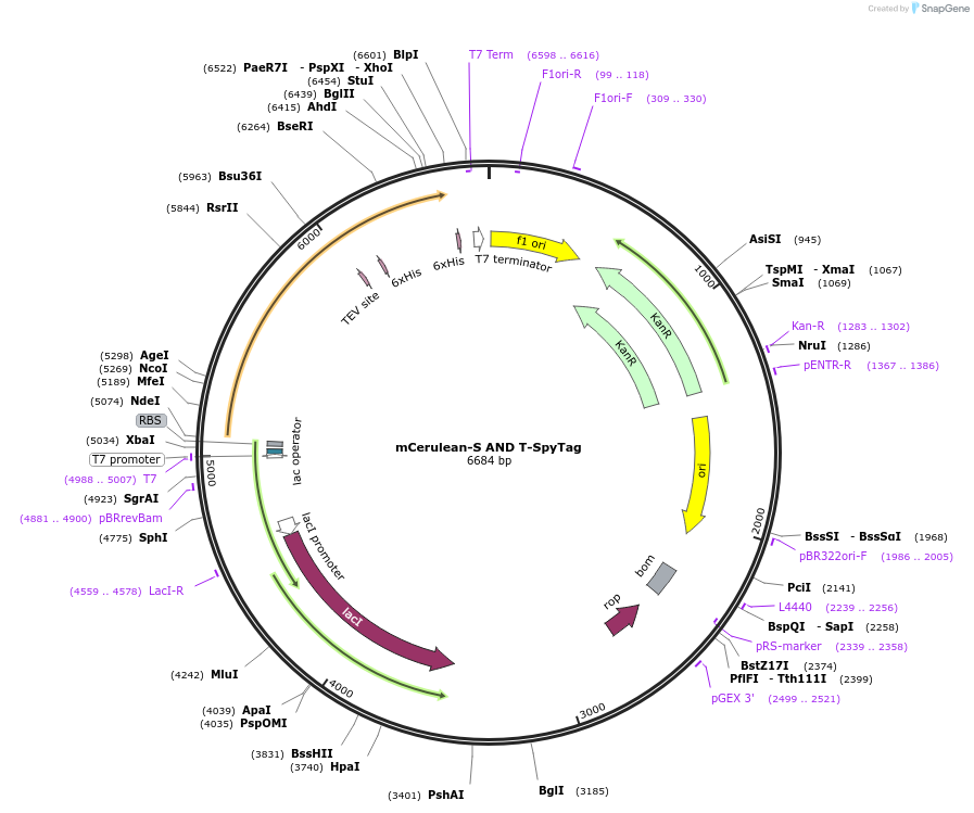 243788-plasmid-map-sequence-id-486045