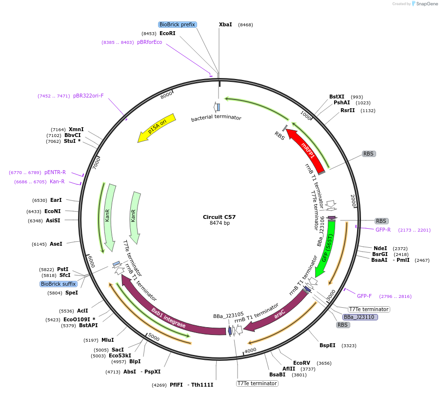 245097-plasmid-map-sequence-id-486049