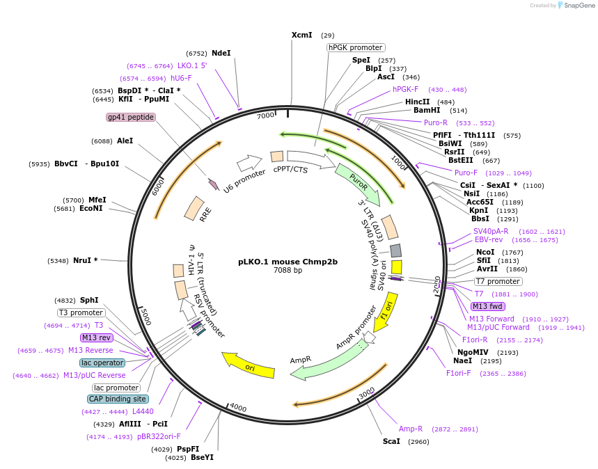242422-plasmid-map-sequence-id-486056