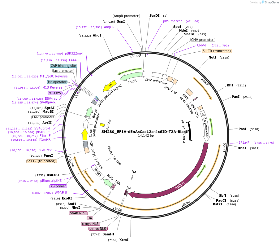244215-plasmid-map-sequence-id-486060