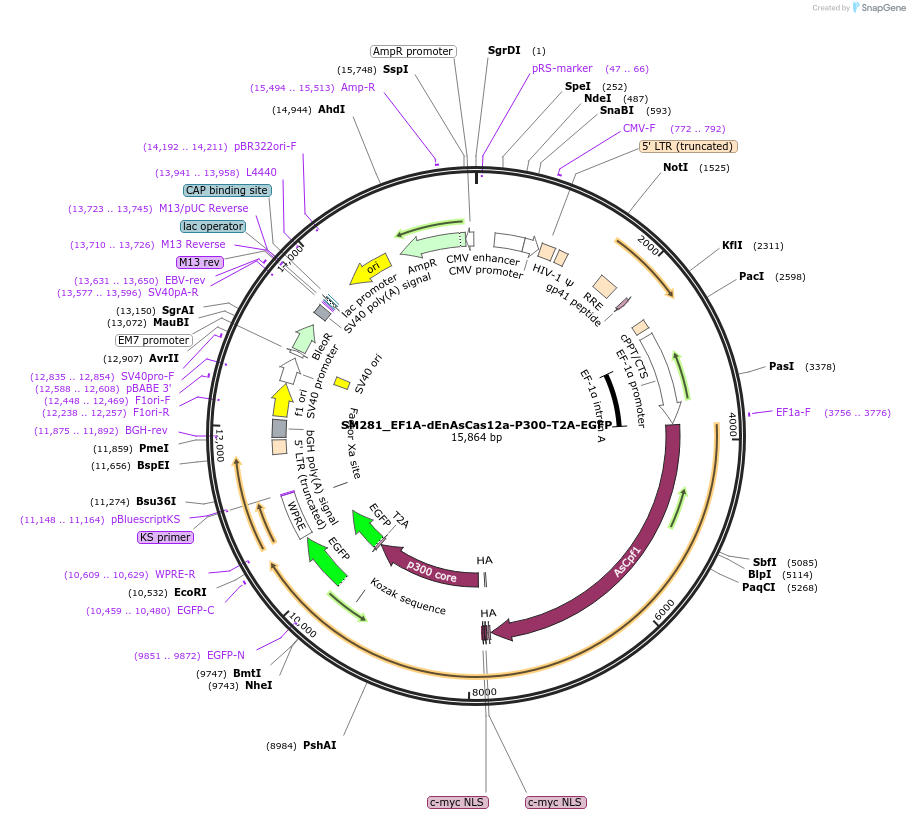 244216-plasmid-map-sequence-id-486065