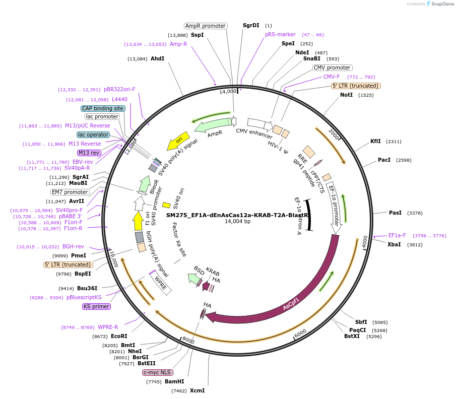 244213-plasmid-map-sequence-id-486067